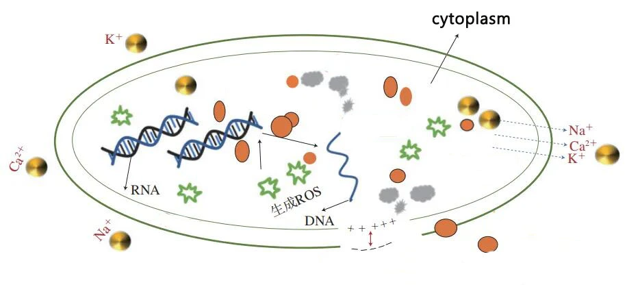 cytoplasm suppper.jpg